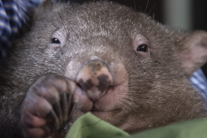 Ex Cairns Australia to the Salvation Army as requested photographs by Brian Cassey

Pic by Brian Cassey