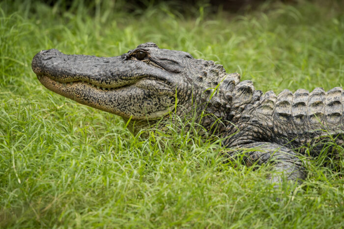 Hartley's Crocodile Adventures