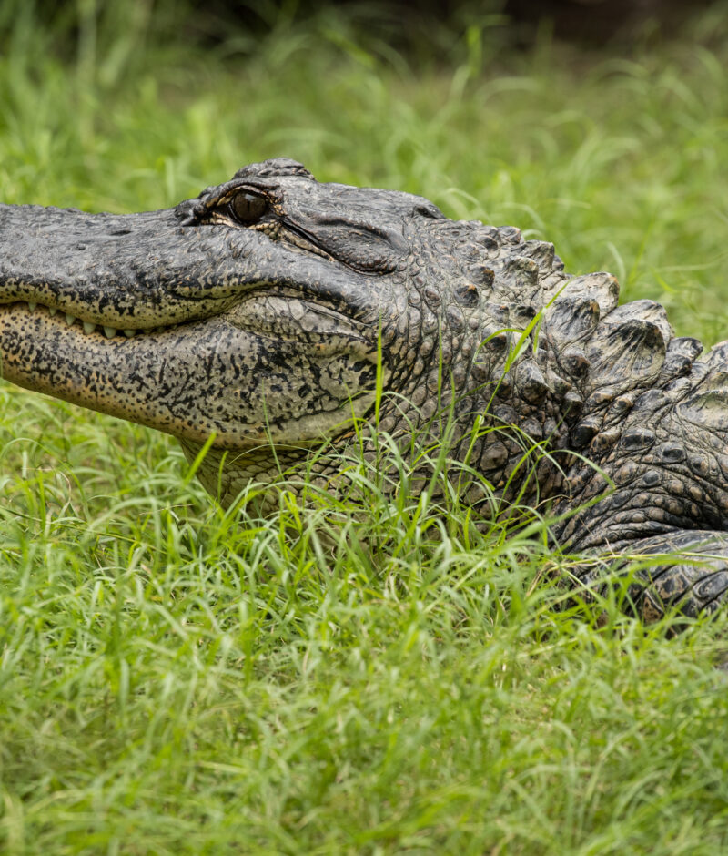 Hartley's Crocodile Adventures