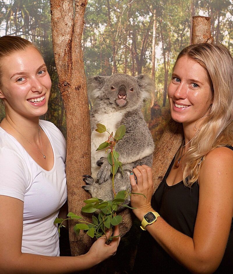 Koala-touch-2